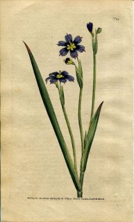 1789年 Curtis Botanical Magazine No.94 アヤメ科 ニワゼキショウ属 ルリニワゼキショウ SISYRINCHIUM IRIDIOIDES