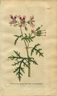 1789年 Curtis Botanical Magazine No.95 フウロソウ科 テンジクアオイ属 GERANIUM RADULA