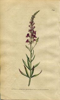 1789年 Curtis Botanical Magazine No.99 オオバコ科 ウンラン属 ANTIRRHINUM PURPUREUM