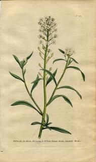 1789ǯ Curtis Botanical Magazine No.101 ֥ʲ ˥ʥ° ALYSSUM HALIMIFOLIUM