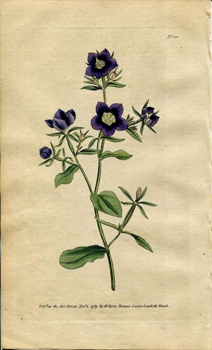 1789年 Curtis Botanical Magazine No.102 キキョウ科 レゴウシア属 CAMPANULA SPECULUM -  アンティークプリント 博物画 ボタニカルアートの通販サイト Spirito di Artigiano