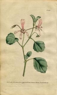 1789ǯ Curtis Botanical Magazine No.103 ե ڥ饴˥ PELARGONIUM ACETOSUM