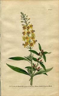 1789ǯ Curtis Botanical Magazine No.104 饽 ȥΥ° LYSIMACHIA BULBIFERA