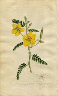 1790ǯ Curtis Botanical Magazine No.107 ޥ 饱ĥᥤ° CASSIA CHAMAECRISTA