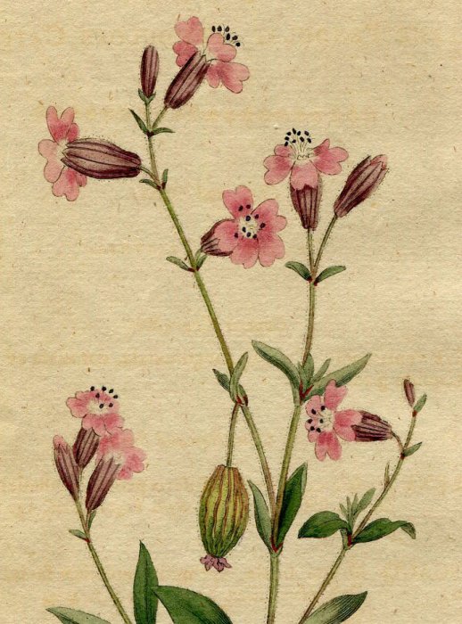 1790年 Curtis Botanical Magazine No.114 ナデシコ科 マンテマ属 フクロナデシコ SILENE PENDULA -  アンティークプリント 博物画 ボタニカルアートの通販サイト Spirito di Artigiano