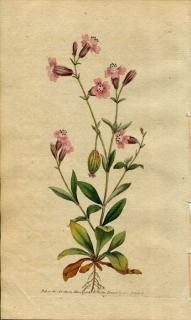 1790ǯ Curtis Botanical Magazine No.114 ʥǥ ޥƥ° եʥǥ SILENE PENDULA