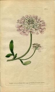 1790ǯ Curtis Botanical Magazine No.124 ֥ʲ ֥륿롦ǥե IBERIS GIBRALTARICA