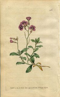 1790ǯ Curtis Botanical Magazine No.126 ֥ʲ 饵ʥ° ALYSSUM DELTOIDEUM