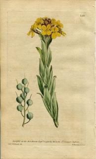 1790ǯ Curtis Botanical Magazine No.130 ֥ʲ åǥ° ALYSSUM UTRICULATUM