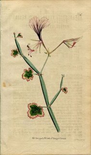 1790ǯ Curtis Botanical Magazine No.136 ե ڥ르˥ PELARGONIUM TETRAGONUM