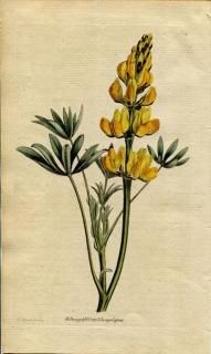 1790ǯ Curtis Botanical Magazine No.140 ޥ Хʥԥʥ LUPINUS LUTEUS