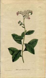 1790ǯ Curtis Botanical Magazine No.141 饵 ꥽° إꥪȥ HELIOTROPIUM PERUVIANUM