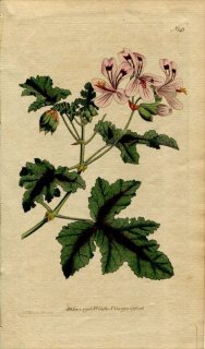 1791ǯ Curtis Botanical Magazine No.143 ե ƥ󥸥 PELARGONIUM GLUTINOSUM