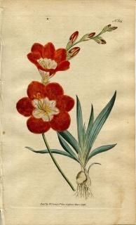 1792ǯ Curtis Botanical Magazine No.184  ҥȥ祦° IXIA CROCATA