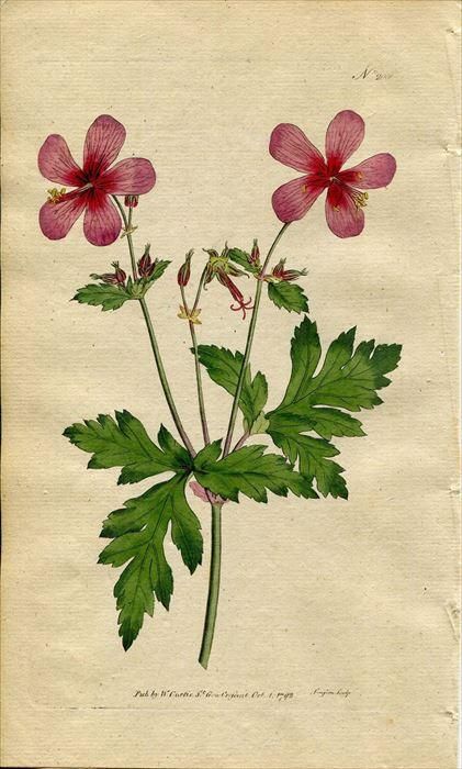 1792年 Curtis Botanical Magazine No 6 フウロソウ科 フウロソウ属 Geranium Anemonefolium アンティークプリント ボタニカルアート 博物画の通販サイト Spirito Di Artigiano