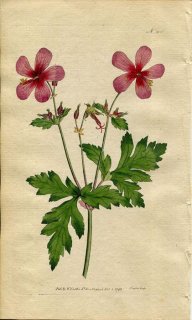 1792ǯ Curtis Botanical Magazine No.206 ե ե° GERANIUM ANEMONEFOLIUM