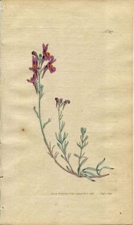 1792ǯ Curtis Botanical Magazine No.207 Х ʥꥢ° ANTIRRHINUM ALPINUM