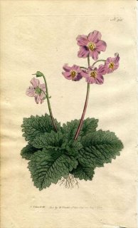 1793ǯ Curtis Botanical Magazine No.236 勵Х ° VERBASCUM MYCONI