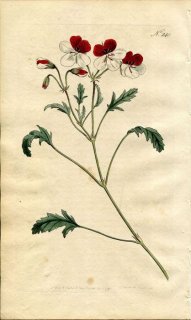 1793ǯ Curtis Botanical Magazine No.240 ե ڥ르˥ PELARGONIUM TRICOLOR