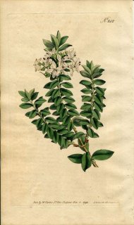 1793ǯ Curtis Botanical Magazine No.242 Х 塞° VERONICA DECUSSATA