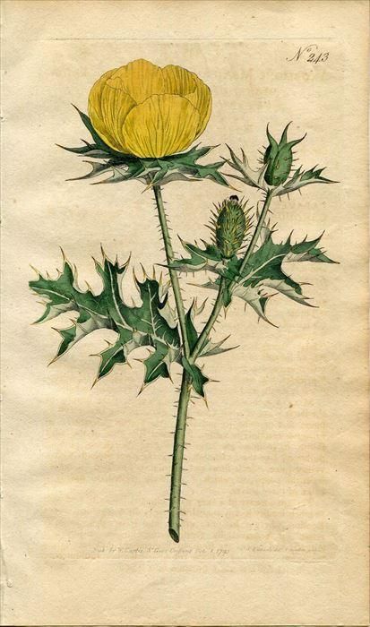1793年 Curtis Botanical Magazine No 243 ケシ科 アザミゲシ属 アザミゲシ Argemone Mexicana アンティークプリント ボタニカルアート 博物画の通販サイト Spirito Di Artigiano 1793年 Curtis Botanical Magazine No 243 ケシ科 アザミゲシ属 アザミゲシ Argemone Mexicana アンティークプリント ボタニカルアート 博物画の通販サイト Spirito Di Artigiano