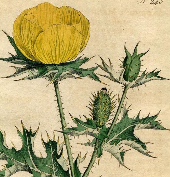 1793年 Curtis Botanical Magazine No 243 ケシ科 アザミゲシ属 アザミゲシ Argemone Mexicana アンティークプリント ボタニカルアート 博物画の通販サイト Spirito Di Artigiano 1793年 Curtis Botanical Magazine No 243 ケシ科 アザミゲシ属 アザミゲシ Argemone Mexicana アンティークプリント ボタニカルアート 博物画の通販サイト Spirito Di Artigiano