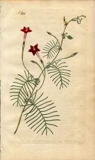 1793ǯ Curtis Botanical Magazine No.244 ҥ륬 ĥޥ° 륳 IPOMOEA QUAMOCLIT