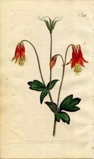 1793ǯ Curtis Botanical Magazine No.246 ݥ ʥޥ AQUILEGIA CANADENSIS