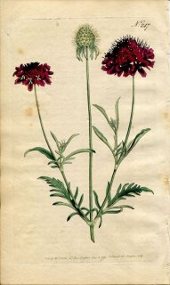 1793ǯ Curtis Botanical Magazine No.247  ꥯ° 襦ޥĥॷ SCABIOSA ATROPURPUREA