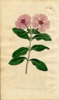 1793ǯ Curtis Botanical Magazine No.248 祦ȥ ˥˥° ˥˥ VINCA ROSEA