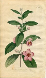 1794ǯ Curtis Botanical Magazine No.250 եȥ ƥ˥° ƥ˥ MYRTUS TOMENTOSA