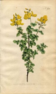 1794ǯ Curtis Botanical Magazine No.255 ޥ ե° CYTISUS SESSILIFOLIUS