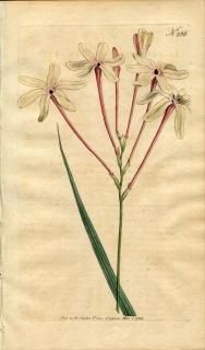 1794ǯ Curtis Botanical Magazine No.256  ° IXIA LONGIFLORA