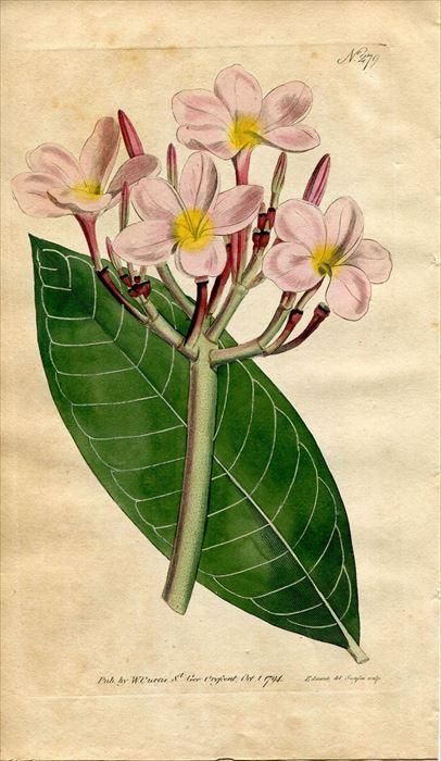 3521）ジャックピティ　リトグラフ　ナスタ―ティウムの花 3521）ジャックピティ リトグラフ ナスタ―ティウムの花 - メルカリ