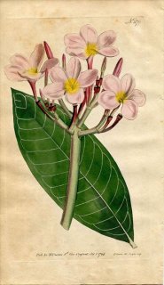 1794ǯ Curtis Botanical Magazine No.279 祦ȥ ɥ° ɥ PLUMERIA RUBRA