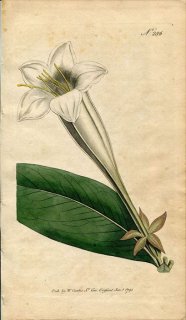 1795ǯ Curtis Botanical Magazine No.286 Ͳ ݥȥǥ° PORTLANDIA GRANDIFLORA