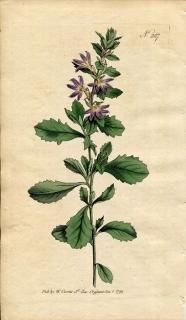 1795ǯ Curtis Botanical Magazine No.287 ȥ٥ ȥ٥° GOODENIA LAEVIGATA