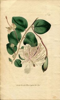 1795ǯ Curtis Botanical Magazine No.291 ե祦ܥ ե祦ܥ° åѡ CAPPARIS SPINOSA