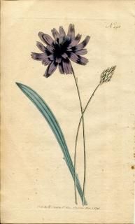 1795ǯ Curtis Botanical Magazine No.293  ʥ° ˥ CATANANCHE CAERULEA