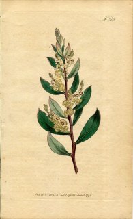 1795ǯ Curtis Botanical Magazine No.302 ޥ ° MIMOSA MYRTIFOLIA