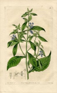 1816ǯ Edwards Botanical Register No.92 ϥʥΥֲ ܥץǥ° CALDASIA heterophylla