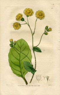 1816ǯ Edwards Botanical Register No.101  󥷥° CACALIA ovalis