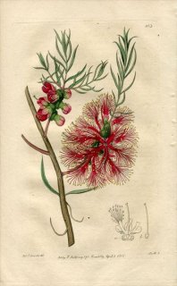 1816ǯ Edwards Botanical Register No.103 եȥ 쥦° åȡϥˡޡȥ MELALEUCA fulgens