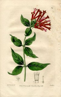1816ǯ Edwards Botanical Register No.107 Ͳ 祦° BOUVARDIA triphylla