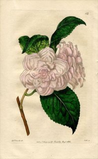 1816ǯ Edwards Botanical Register No.112 ĥХ ĥХ° CAMELLIA japonica