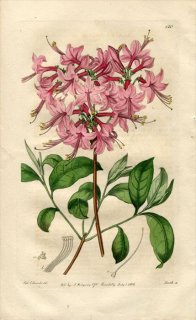 1816ǯ Edwards Botanical Register No.120 ĥĥ ĥĥ° ԥ󥯥ե AZALEA nudiflora