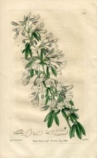 1816ǯ Edwards Botanical Register No.121 ޥ ˥° CYTISUS proliferus