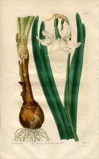 1816ǯ Edwards Botanical Register No.123 ҥХʲ ° NARCISSUS montanus