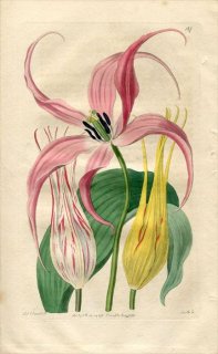 1816ǯ Edwards Botanical Register No.127  塼å° TULIPA cornuta