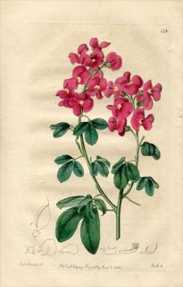 1816ǯ Edwards Botanical Register No.128 ޥ ҥݥץĥ° CROTALARIA purpurea